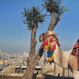 القدس من جبل الزيتون
