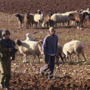 إصابتان باعتداءات مستوطنين على رعاة أغنام في الأغوار