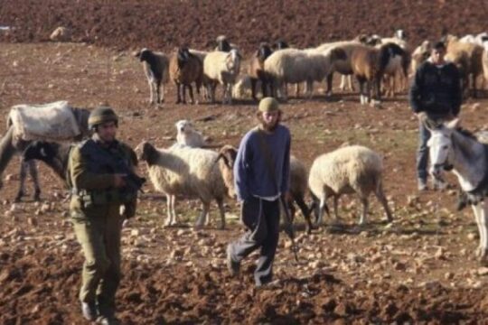 إصابتان باعتداءات مستوطنين على رعاة أغنام في الأغوار