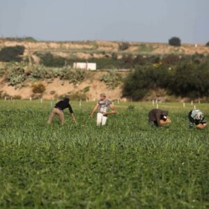غزة - استشهاد مواطن وإصابة آخرين برصاص الاحتلال في حي الشجاعية