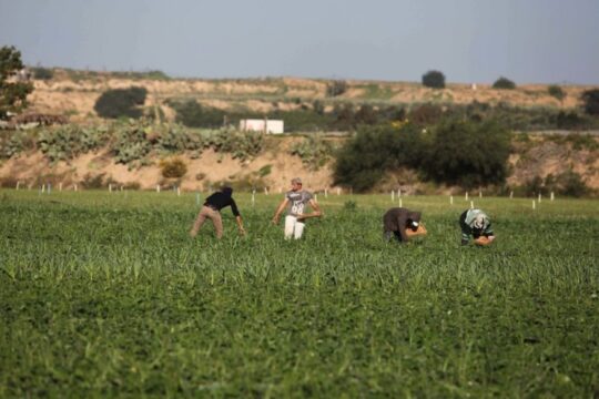 غزة - استشهاد مواطن وإصابة آخرين برصاص الاحتلال في حي الشجاعية