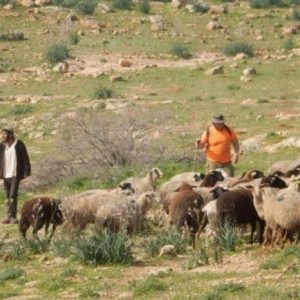 مستوطنون يحتجزون قطيع أبقار لمواطن في منطقة الحمة بالأغوار الشمالية