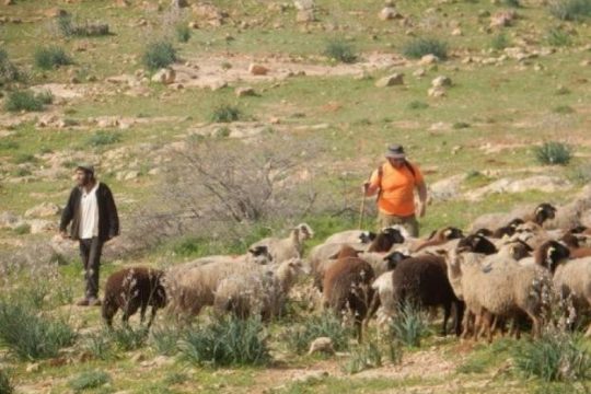 مستوطنون يستولون على منزل ويسرقون عشرات رؤوس الأغنام في عرب المليحات