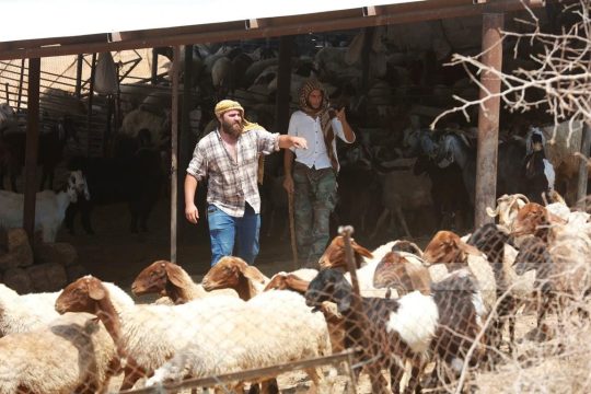 مستوطنون يقتحمون منطقة شلال العوجا شمال أريحا برفقة أغنامهم