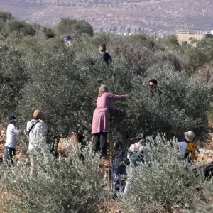 158 اعتداء على مزارعي الزيتون بالضفة منذ بداية الموسم الحالي