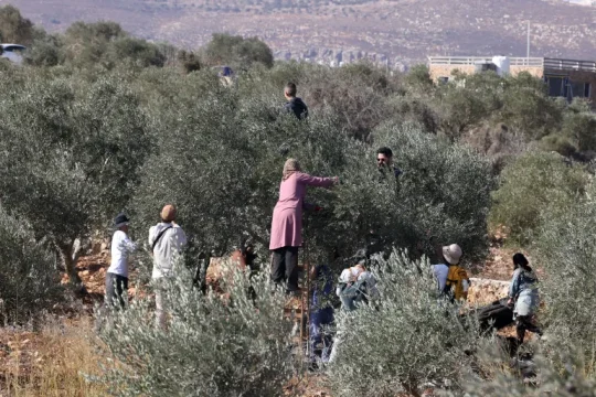 158 اعتداء على مزارعي الزيتون بالضفة منذ بداية الموسم الحالي